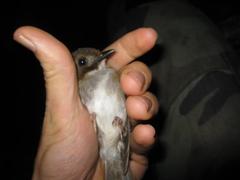 Cyornis umbratilis