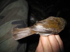 Cyornis umbratilis
