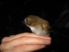 Cyornis umbratilis