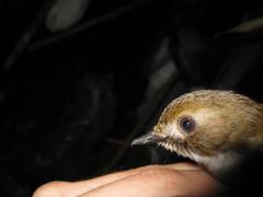 Cyornis umbratilis