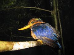 Actenoides concretus