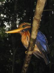 Actenoides concretus