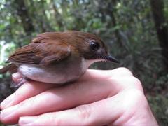 Cyornis umbratilis