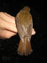 Cyornis umbratilis