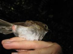Cyornis umbratilis