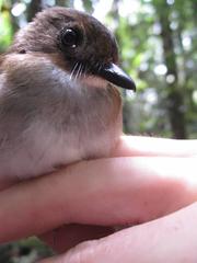 Cyornis umbratilis