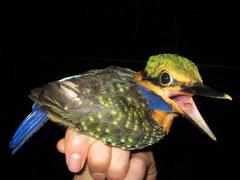 Actenoides concretus