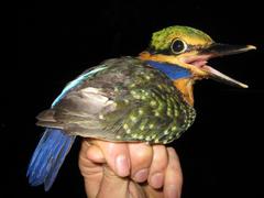 Actenoides concretus