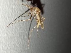 Aedes alternans