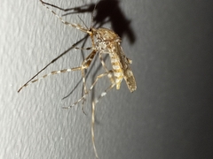 Aedes alternans