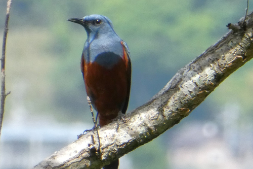 Monticola solitarius philippensis