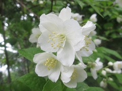 Philadelphus schrenkii