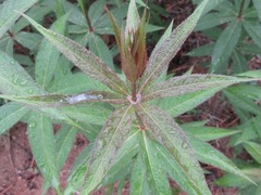 Veronicastrum