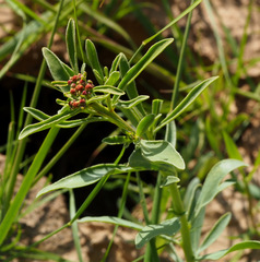 Haplophyllum buxbaumii