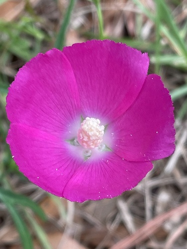 Callirhoe papaver, photograph 3