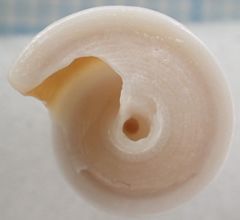 Trochomodulus carchedonius