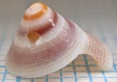 Trochomodulus carchedonius