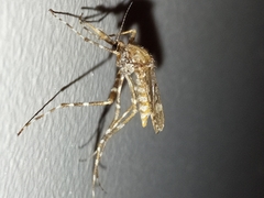 Aedes alternans