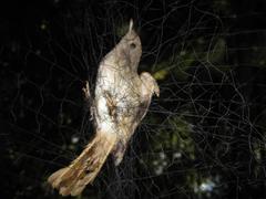 Alcippe brunneicauda