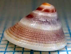 Trochomodulus carchedonius