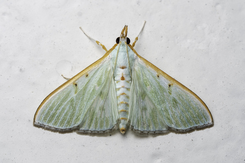 Arthroschista hilaralis (Walker, 1859)