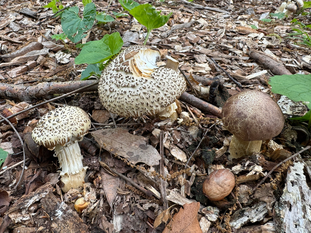 Wine-cap Stropharia · May 2026 · photo: Photo: no rights reserved · iNaturalist