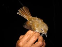 Cyornis umbratilis
