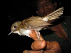 Cyornis umbratilis