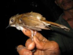 Cyornis umbratilis