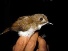 Cyornis umbratilis