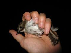 Cyornis umbratilis
