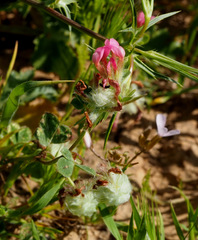 Trifolium eriosphaerum
