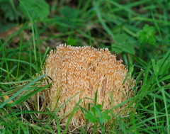 Aphelaria complanata