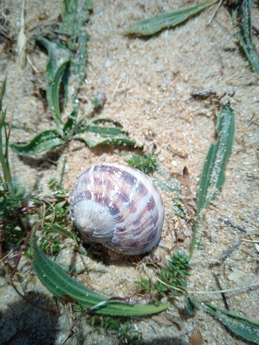 Cornu aspersum