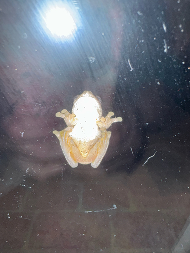 Peron's Tree Frog
