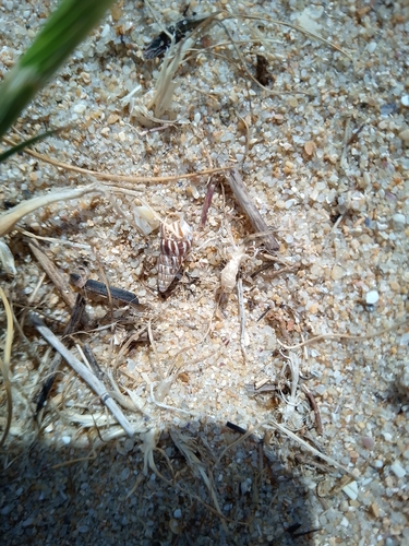Cochlicella acuta