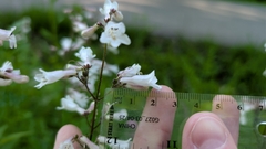Penstemon deamii, photograph (c) Peyton Phelps, some rights reserved (CC BY)