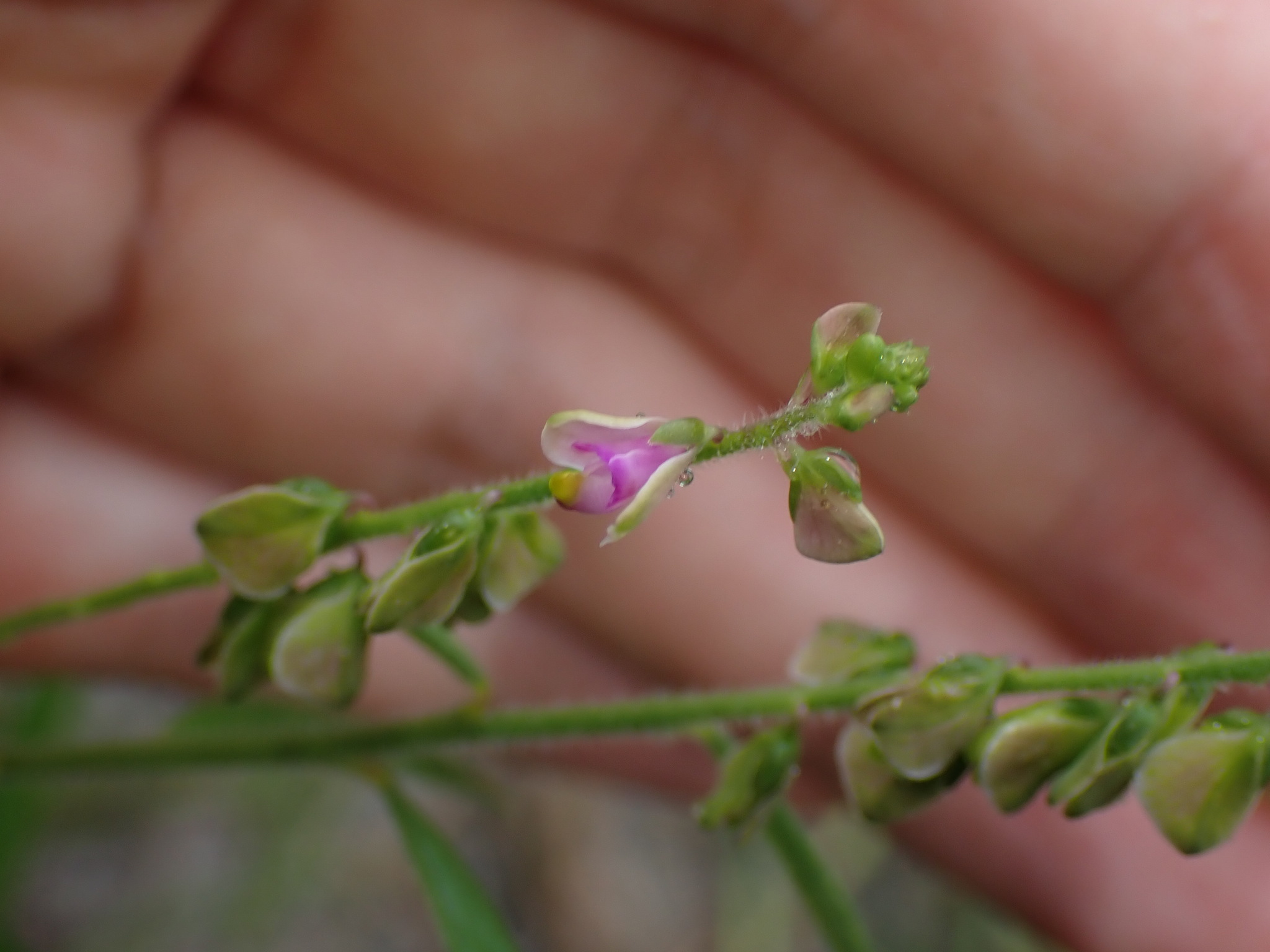 Imagem de Asemeia violacea