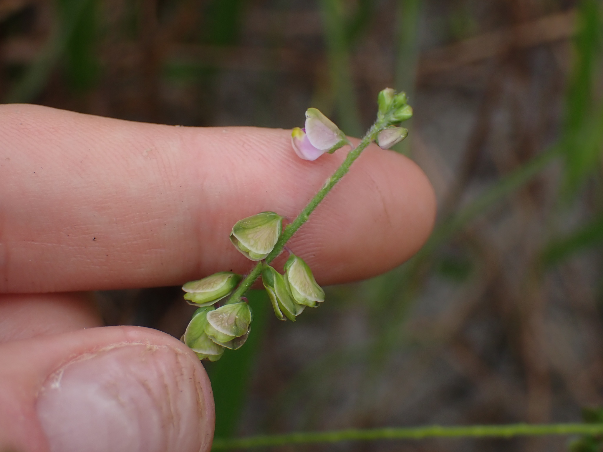 Imagem de Asemeia violacea