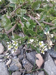 Cochlearia officinalis