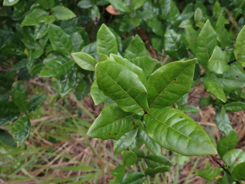 Myrcia tomentosa observed 2026-04-27