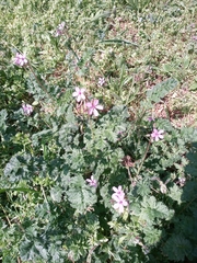 Erodium cicutarium