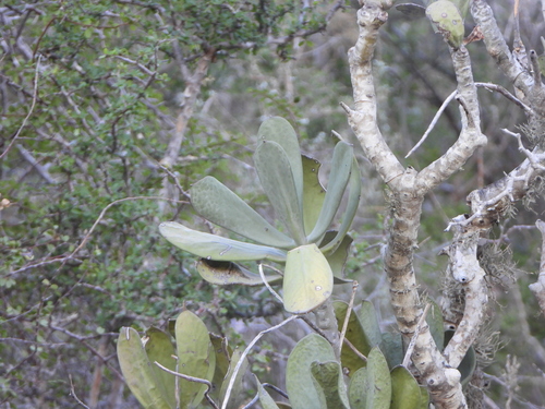 Kalanchoe grandidieri, photograph 3