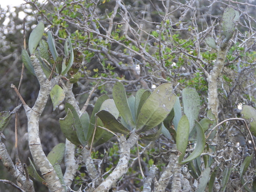 Kalanchoe grandidieri, photograph 2