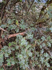 Polylepis racemosa