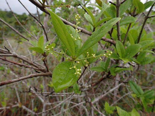 Myrcia tomentosa observed 2026-04-27