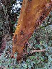 Polylepis racemosa