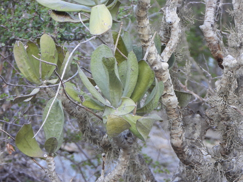 Kalanchoe grandidieri, photograph 1