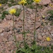 Doronicum turkestanicum - Photo (c) vladimir_epiktetov, algunos derechos reservados (CC BY-NC), subido por vladimir_epiktetov