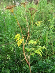 Conioselinum tataricum